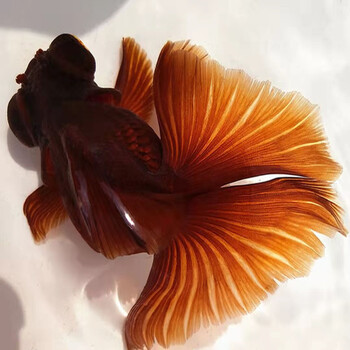 活卿客熊猫蝶尾金鱼活体变色观赏鱼包金冷水鱼苗包活包损 紫色蝶尾