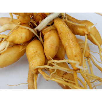 黄花菜根新鲜500g金针苗根萱草根忘忧草根黄花菜苗1000g