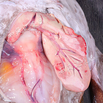 深海安康鱼肝鱼肚鮟鱇鱼蛤蟆鱼花胶鱼鳔鱼杂灯笼鱼活