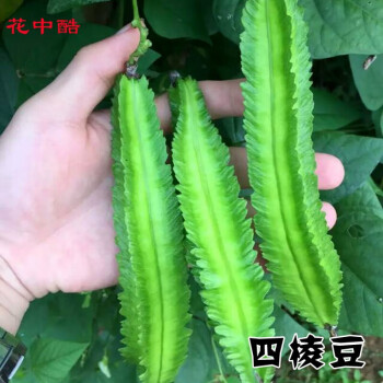 花中酷d 四棱豆种子四棱豆苗四角豆皇帝豆香龙豆四季盆栽四棱豆种子50粒药材种子 四棱豆种子50粒 图片价格品牌报价 京东