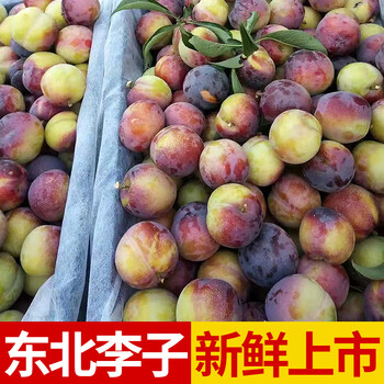 东北盖县大李子 新鲜李子 酸甜可口 3斤