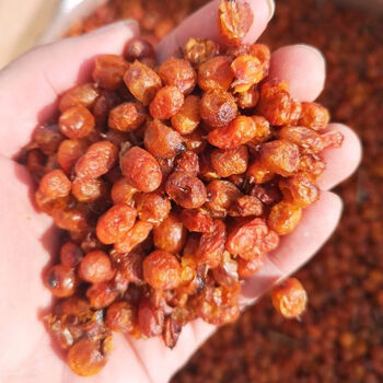 七淘仔沙棘果干新疆特产野生果油干果新鲜果汁果粉籽油泡沙棘茶250克