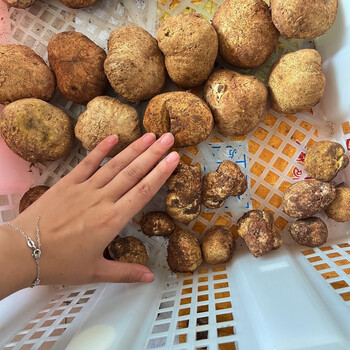 新鲜野生石头菇蘑菇硬皮马勃菌马皮包马屁泡天然菌菇