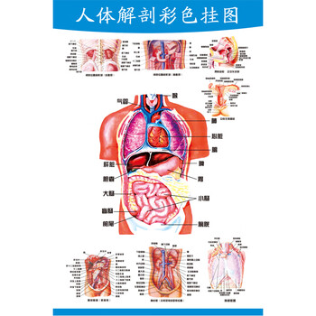 攸竹 人体解剖图 结构示意图人体内脏器官骨骼肌肉构造挂图全身解刨
