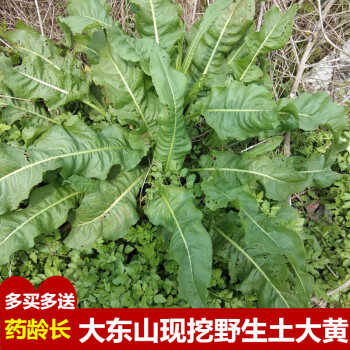 野土大黃根新鮮血三七化雪蓮大青牛舌頭生牛耳大黃洋鐵葉500g草藥伊梵