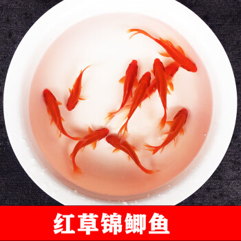 草金魚小金魚活魚耐活魚苗觀賞魚不打氧小魚長尾好養淡水魚錦鯉魚 米