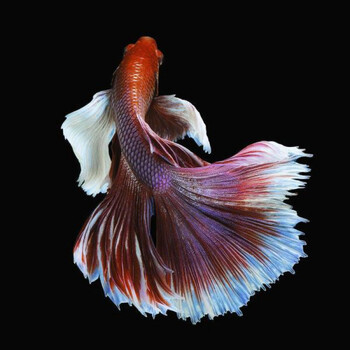 天弗泰国斗鱼马尾狮王半月母斗鱼观赏鱼热带鱼活体宠物淡水鱼精品多彩