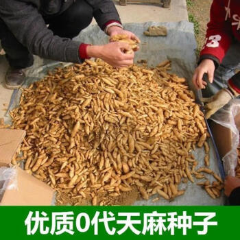 天麻籽食用方法图片