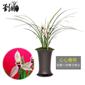 刘阁兰花莲瓣兰荷瓣精品心心相印冬带花苞出售兰花苗盆栽室内花卉绿植2苗连体带芽 图片价格品牌报价 京东