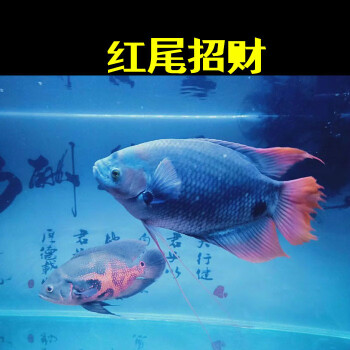 黑眼紅眼招財魚風水發財金魚古戰船紅尾熱帶中大型觀賞魚紅尾招財白身