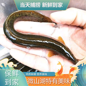 泥鳅13斤淡水活鱼大板鳅活体鱼青鳅黄鳅鱼现杀炖汤老人活体发货咨询