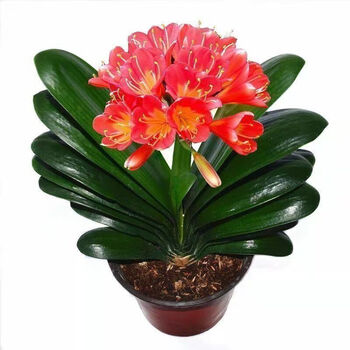 秋颖 映红君子兰 专用肥 包成活 5-8片叶子 盆 土【小苗】