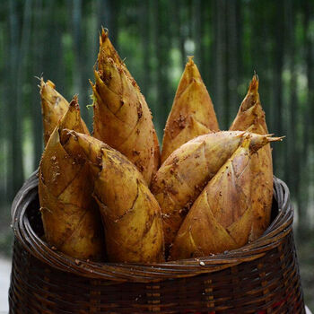 野生新鲜冬笋现挖笋竹林发货鲜笋天目山农家竹笋去老根5斤装