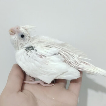 zxc白脸派特特色玄凤鹦鹉手养亲人自家繁殖白脸百趴喷点超高白脸超高