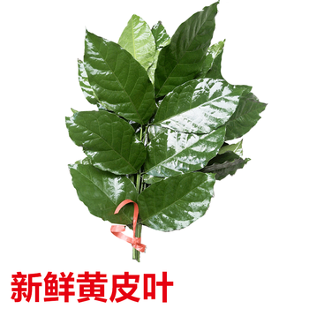 当天采摘柚子树叶 乔迁新居沐浴祈福去晦气柚子叶 黄皮叶2把