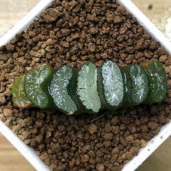 多肉植物卷玉露寿霓虹灯冰灯玉露肉肉抖音sn4499 守冰实生玉扇4厘米