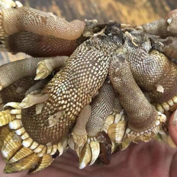 60广东珠海佛手螺大斤装8中斤装7小斤装6食品定制礼包一斤装中