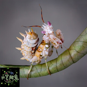 现货大刺花螳螂非洲大刺花活体宠物螳螂活体宠物昆虫活体爬虫 刺花2l