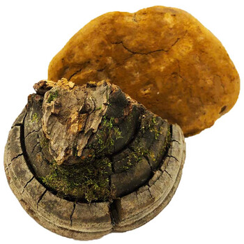 山滋情长白山野生桑黄火木层孔菌针层孔菌胡孙眼桑寄生桑臣树鸡干品