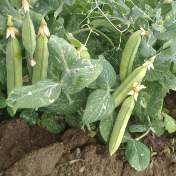 壽禾大莢荷蘭豆種子豌豆尖龍鬚菜春季播種四季架豆菜豌豆苗彎豆種甜