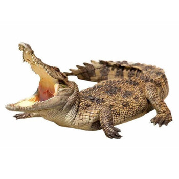 鹿凌青 鳄鱼整只一条 鳄鱼活物活体现杀整条去内脏 人工养殖鳄鱼顺丰