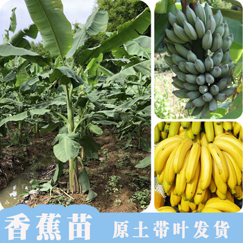 矮化皇帝粉芭红皮色香蕉苗树苗四季南方北方种植盆栽室内种3棵皇帝蕉