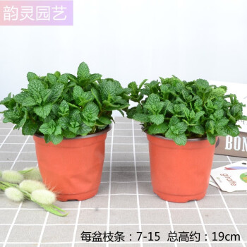 河南石香草十香菜重庆鱼香菜草狗肉香盆栽可食用新鲜叶苗十香鱼香菜小