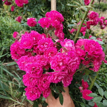 型阳台庭院垂吊爬藤植物耐寒耐旱好养活绿植花卉盆栽红色木香50cm高