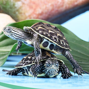 易萌宠物花龟活体珍珠龟活物观赏龟乌龟招财龟活体小乌龟苗花龟24cm