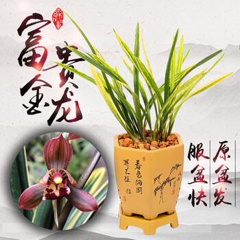 以之白兰花大王富贵金龙墨兰虎斑线艺带宽叶名贵红花苞浓香四季兰花苗墨兰 富贵金龙 3苗 浓香带营养杯发货不含盆 图片价格品牌报价 京东