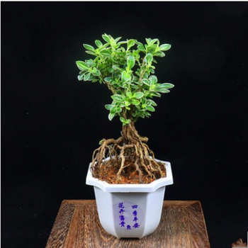 六月雪盆景提根老桩卧室木本植物盆栽四季常青易养阳台小盆栽绿植好养花卉阳台盆景六月雪小苗 不含盆 不含盆 图片价格品牌报价 京东