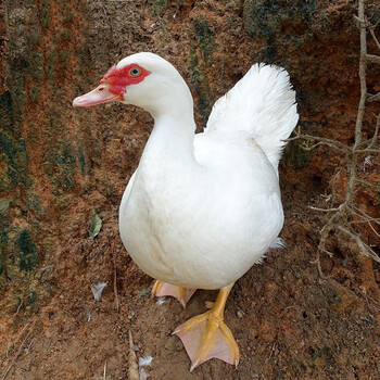 农家红脸番鸭散养土鸭子飞鸭清水鸭谷饲鸭新鲜生鸭肉活体宰杀1年母