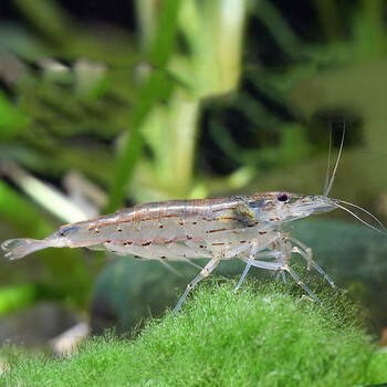 jypet大河藻虾除藻虾工具虾观赏藻虾活体 红色