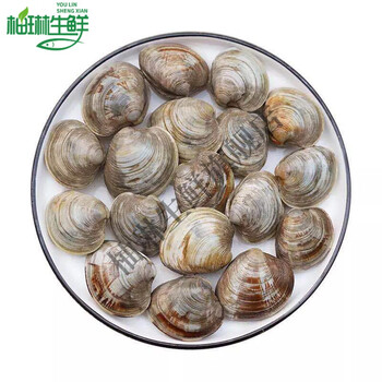 美贝鲜活大文蛤蜊野生贝类花甲2斤美贝