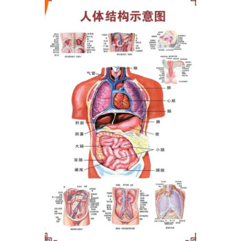 人體骨骼圖掛器官內臟結構海報脊柱解肌肉分佈解剖掛畫注意詳情看大圖