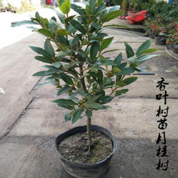 香叶树苗月桂树香叶苗庭院公园绿化植物四季常绿耐寒香叶树8年苗其他