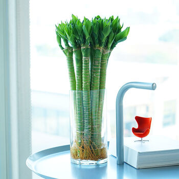 带根富贵竹观音竹水培室内植物转运龙竹桌面客厅带根盆栽绿植水养 65