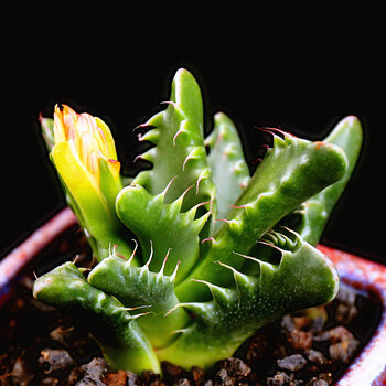 陆地仙人植物仙人球三组合仙人掌科新款植物四海波35cm不含盆