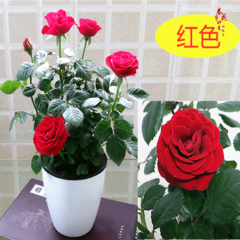 迷你微型玫瑰 办公室室内桌面盆栽玫瑰带花苞小盆栽花卉植物 红色
