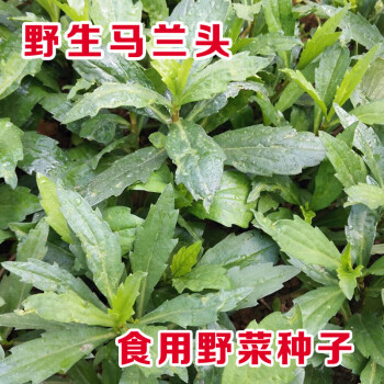 马兰头籽鸡肠儿菜种子食用野菜四季播种庭院阳台盆栽易种蔬菜种孑红杆种子半斤 图片价格品牌报价 京东