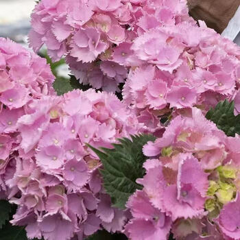 绣球花苗盆栽带花苞无尽夏重瓣万华镜花卉绿植阳台室外庭院八仙花k