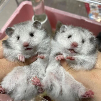 活体宠物仓鼠活体 纯银熊活体仓鼠仓鼠宝宝活物 中长毛纯银熊2只(一公