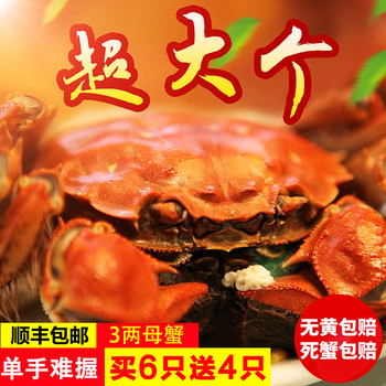 10只全母大闸蟹30两鲜活螃蟹现货河蟹中秋礼盒装阳澄湖镇