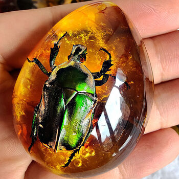 启珀昆虫标本虎年新款真昆虫标本真虫蝎子蝴蝶琥珀水滴形吊坠百搭挂件