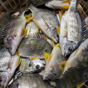 海捕高鮮度特大黃翅魚黃鰭鯛黃鯛魚急凍鎖鮮發貨食味緣5斤裝79條