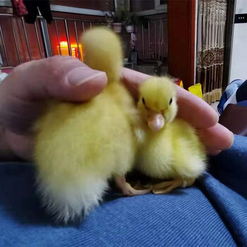 柯尔鸭活物活体纯种可达鸭鸭苗宠物鸭子柯尔鸭幼崽受精蛋可孵化小黄鸭