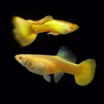 美人雾黄金孔雀鱼2对1对抵损耗