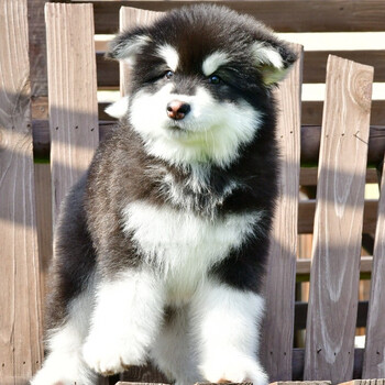 纯种阿拉斯加幼犬活体宠物狗狗大型犬阿拉斯加狗狗熊版大骨架雪橇犬