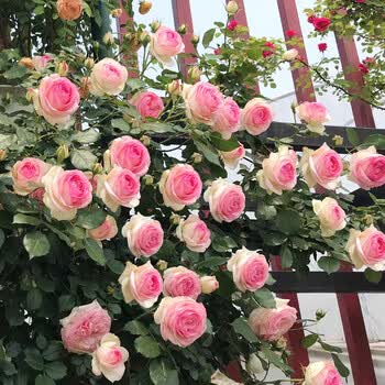 尔澜 爬藤月季花苗粉色龙沙宝石月季四季欧月藤本月季花树苗特大浓香