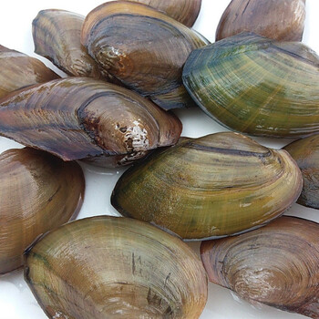 超大活体河蚌 河蚌活体鱼缸水族观赏宠物野生河贝净化水质吃鱼粪便